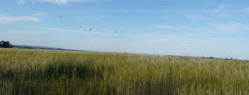 Expansive field of tall golden grain under a bright blue sky with scattered white clouds, stretching to the horizon with distant trees and low hills in the background, evoking a calm rural landscape.
